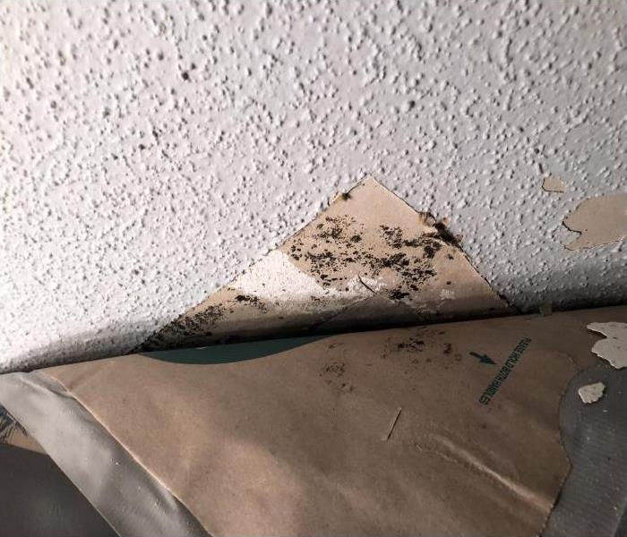Mold growth on the ceiling where moisture has been trapped by materials that were installed on the bottom side of the ceiling