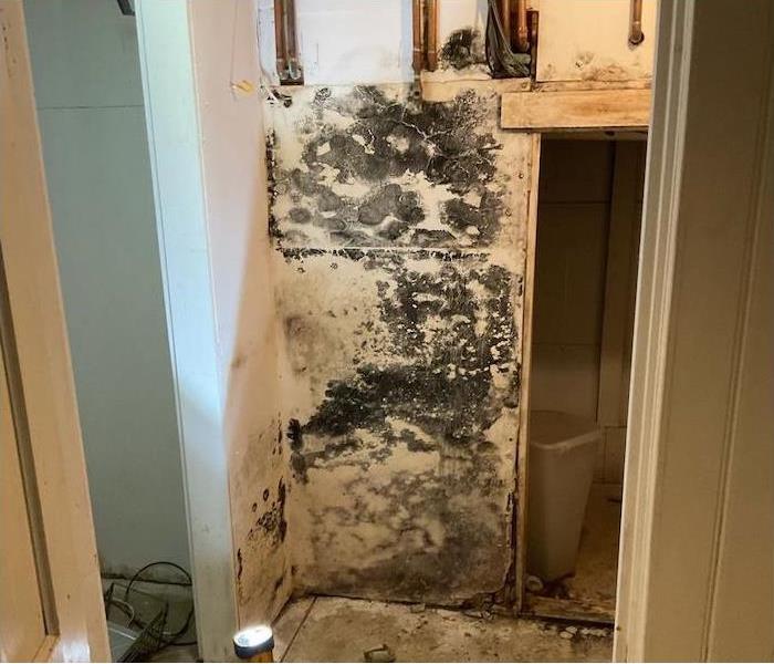 Mold damage on the white wall of a laundry room